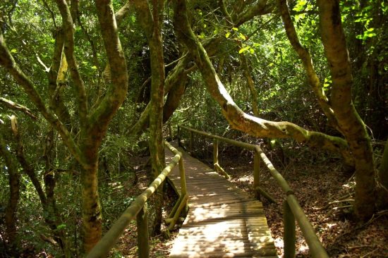 Parque Nacional Fray Jorge y Monumento Nacional Valle del Encanto - Imagen 8